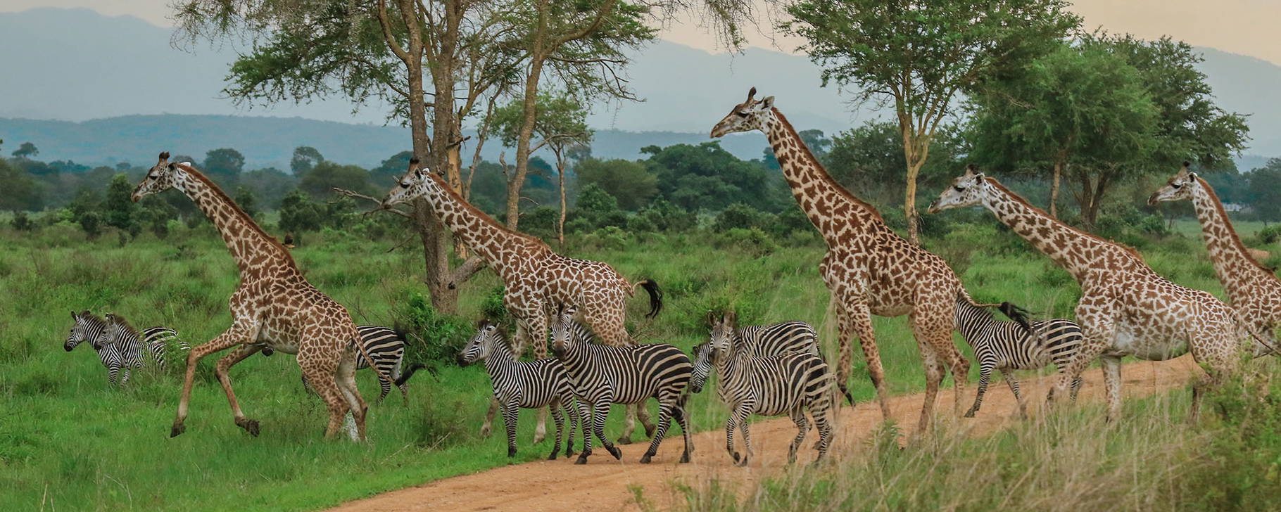 Giraffen im Serengeti-Nationalpark