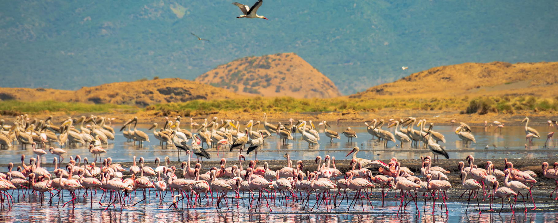 Flamingos am Lake Manyara