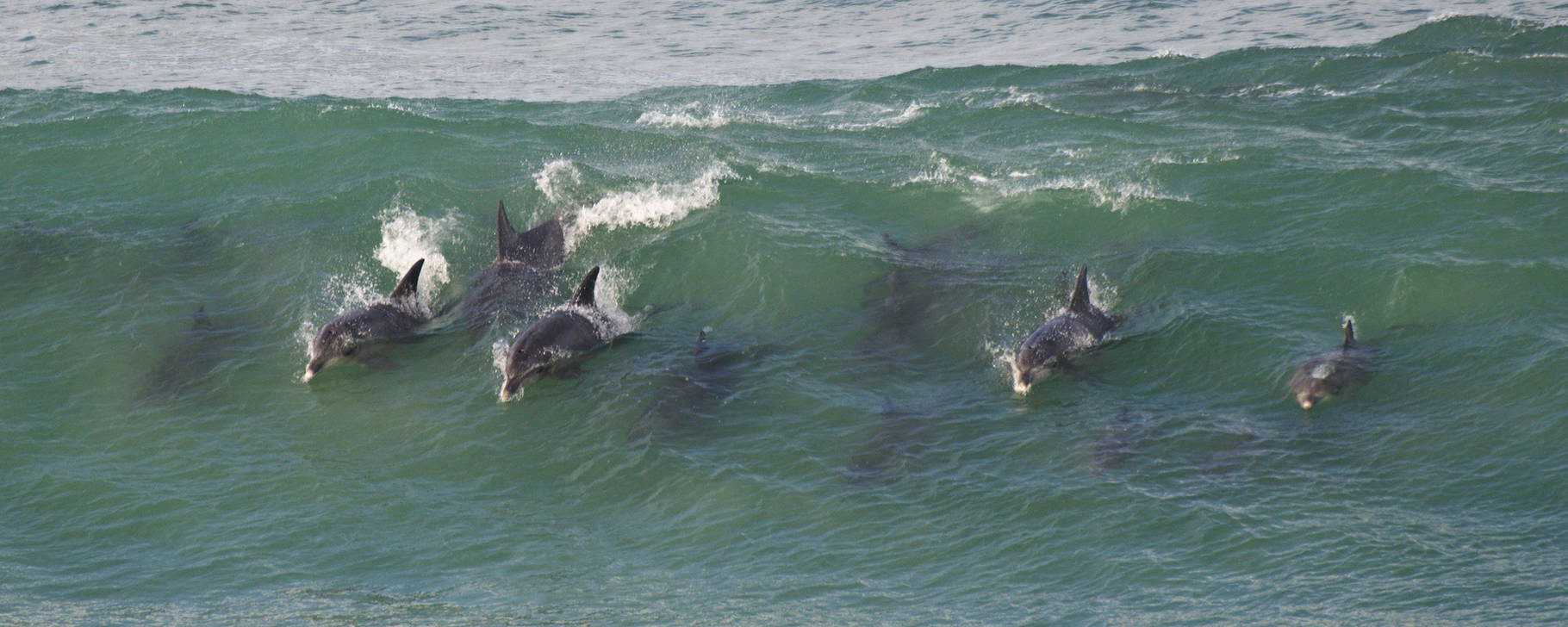 Delfine - Lekkerwater Beach Lodge at De Hoop