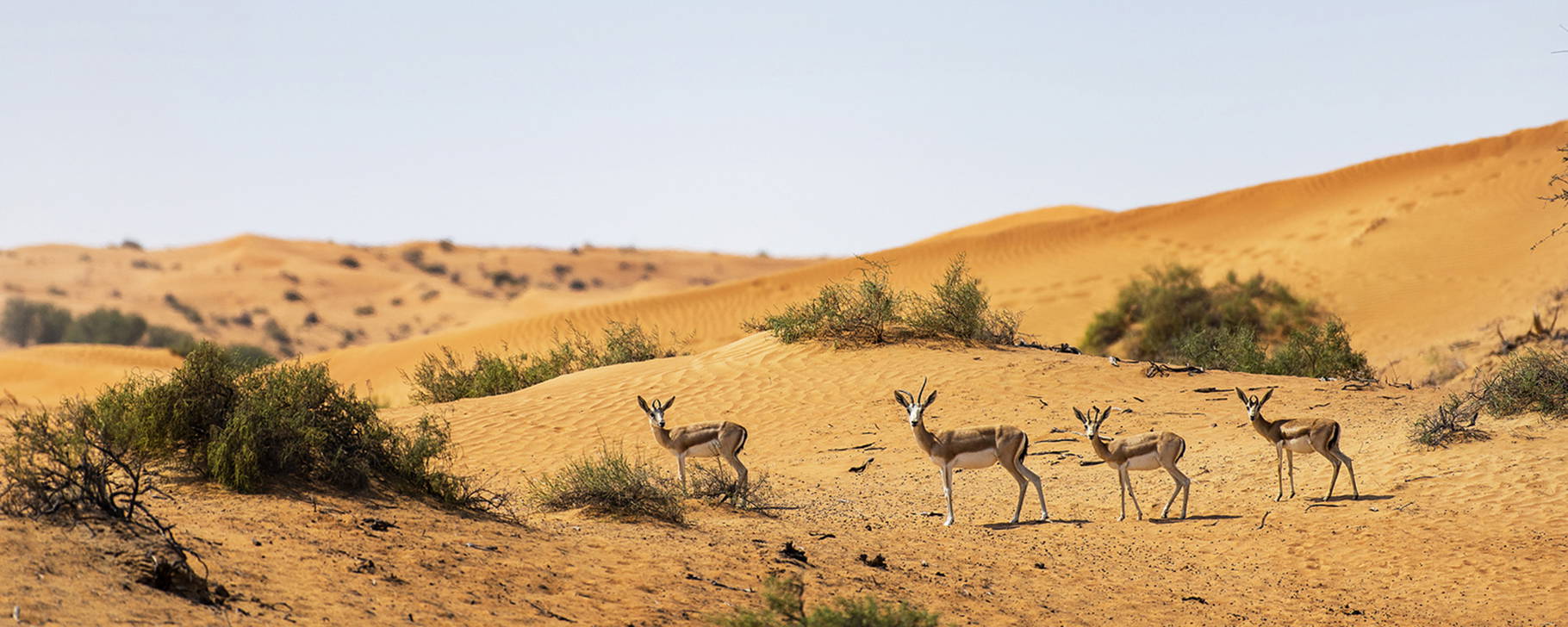 Tiere - The Ritz-Carlton Ras Al Khaimah, Al Wadi Desert