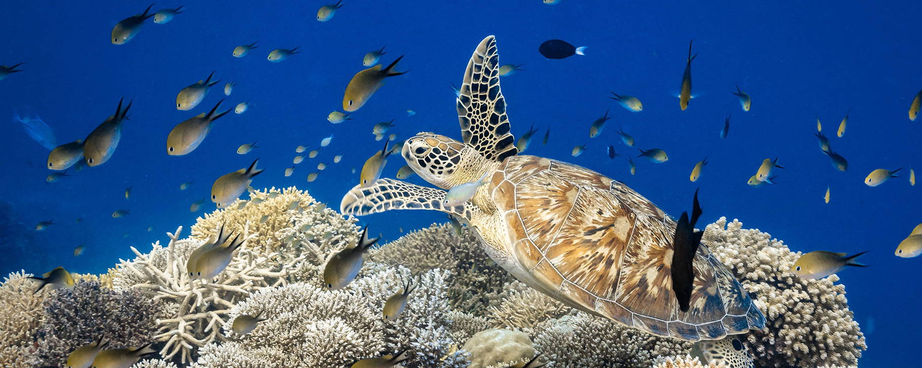 Unterwasserwelt - Park Hyatt Maldives Hadahaa