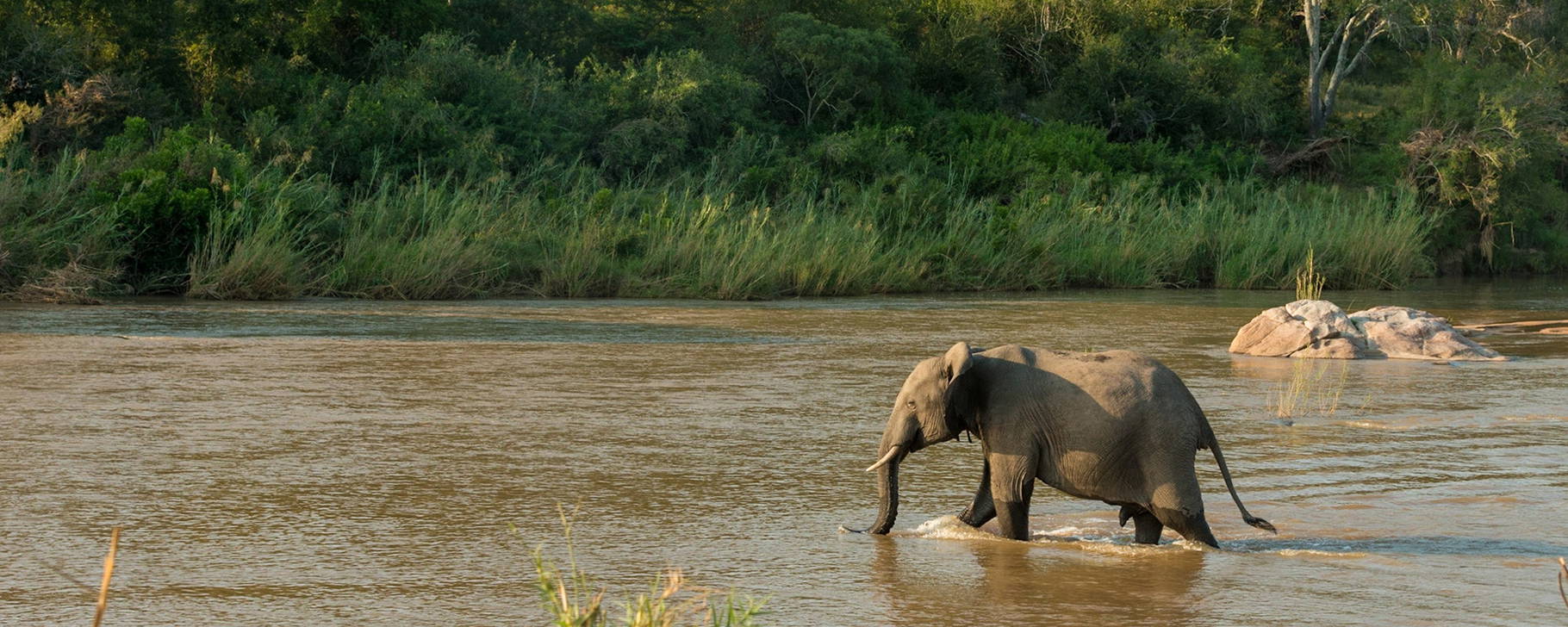 Safari - Kruger Shalati