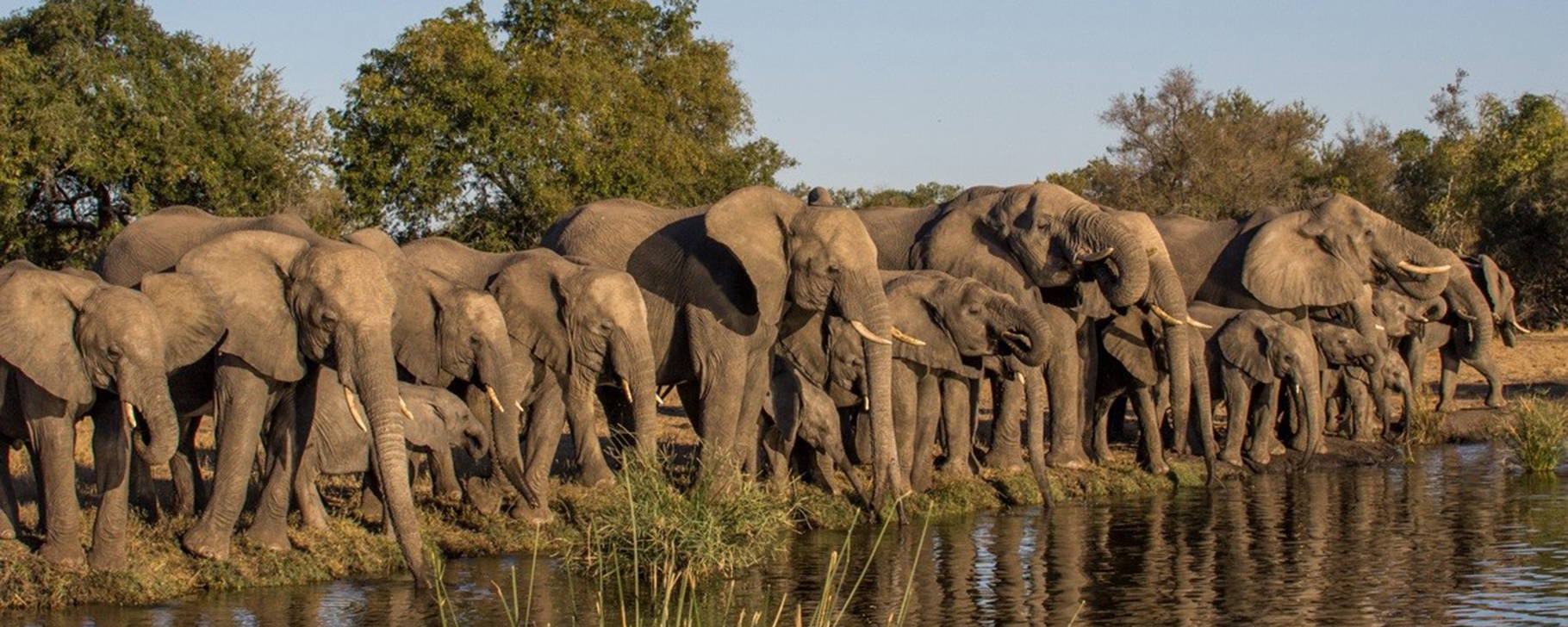 Safari - Sabi Sabi Private Game Reserve