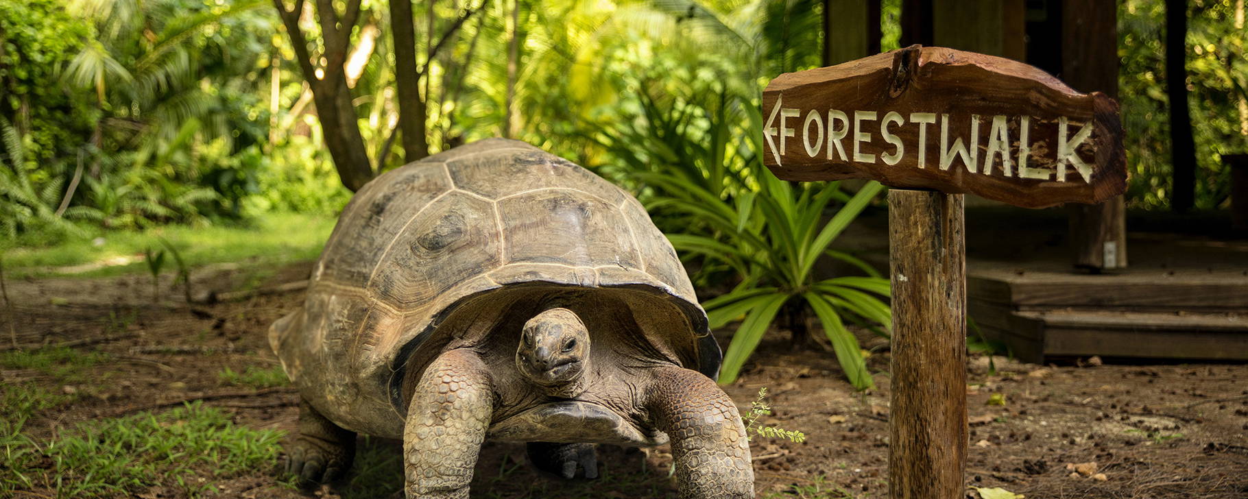 Forest Walk - Denis Private Island