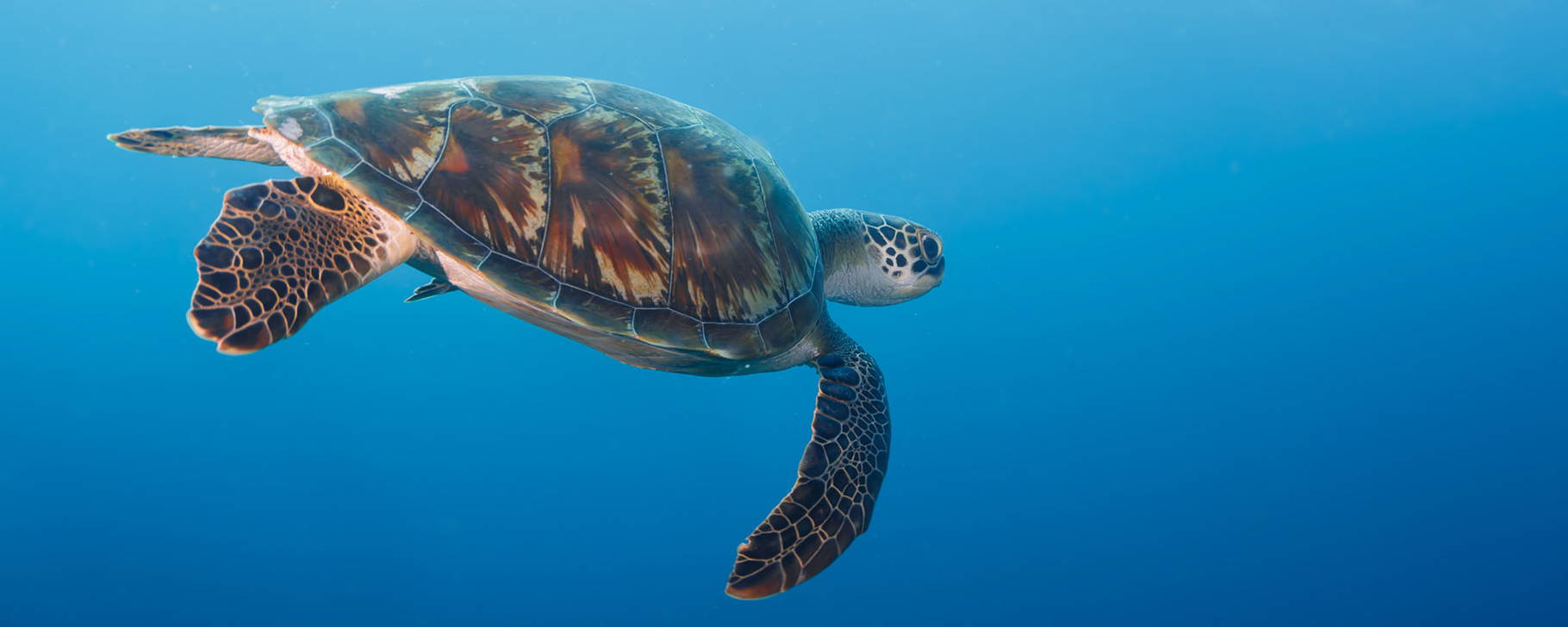 Unterwasserwelt - Six Senses Laamu