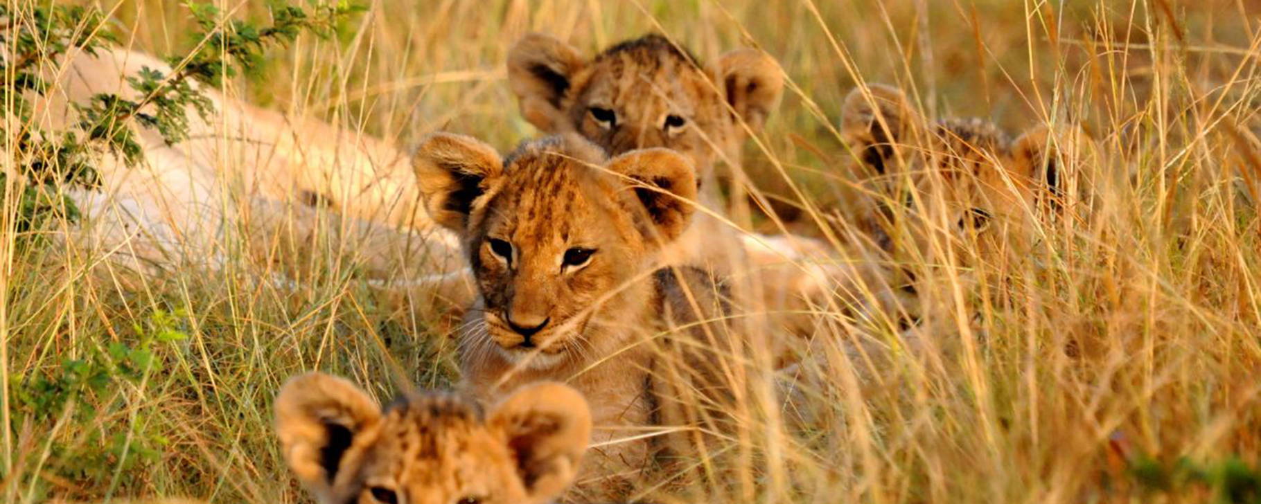 Safari - Kariega Game Reserve