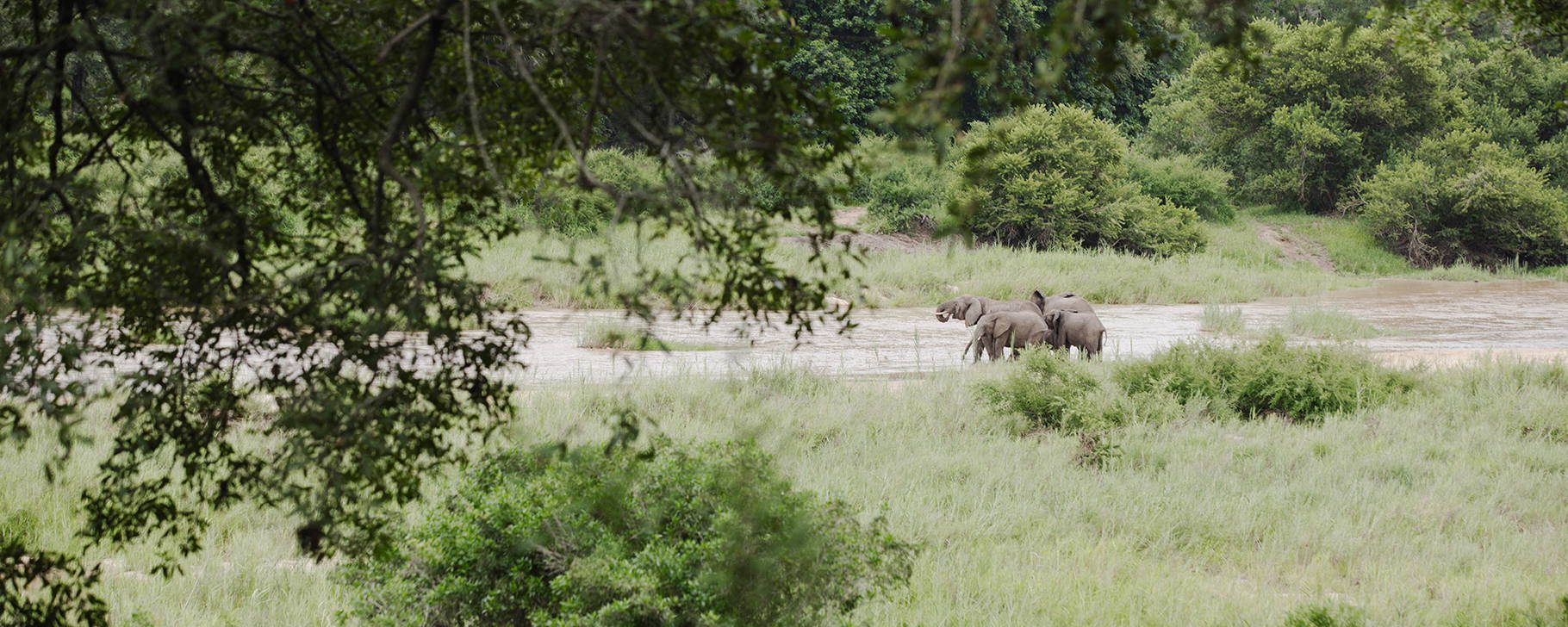 Safari - Mala Mala Private Game Reserve