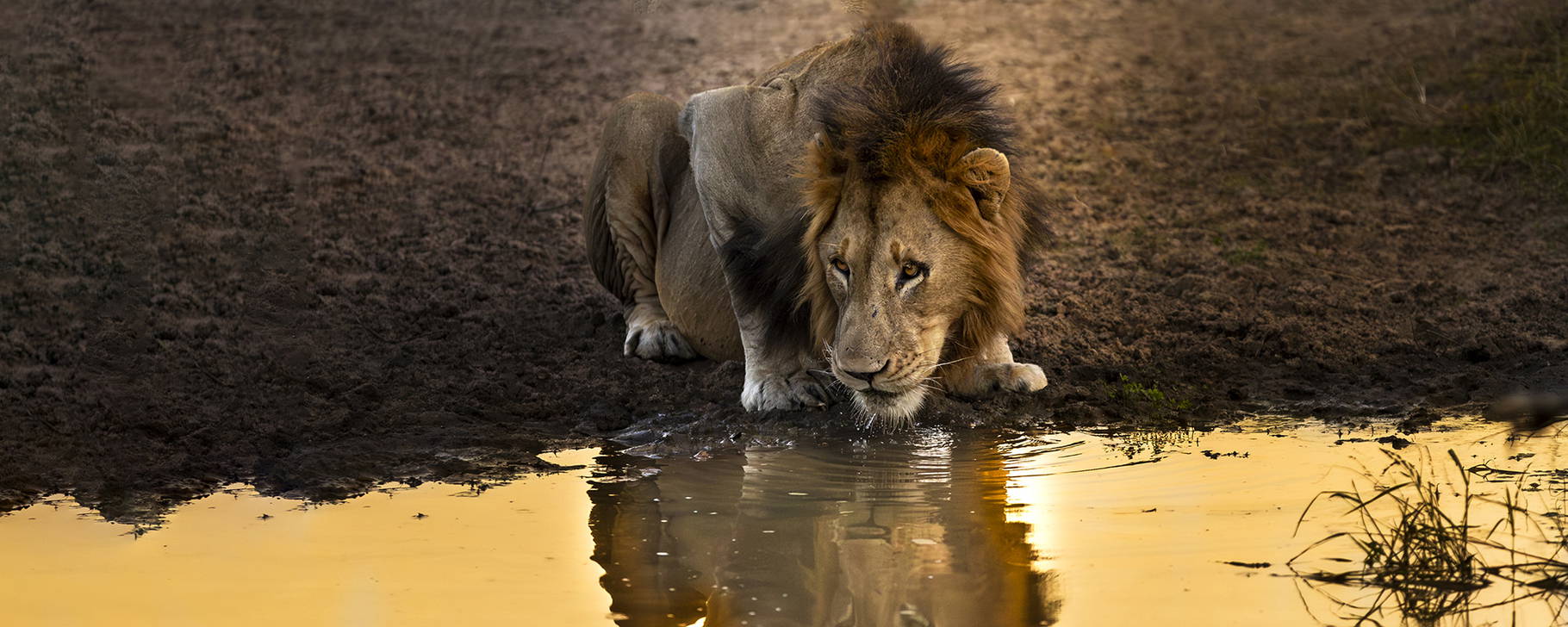 Safari - Lion Sands Ivory Lodge