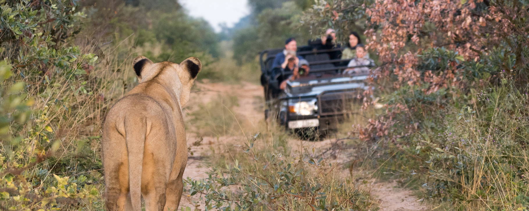 Safari - Marataba Mountain Lodge