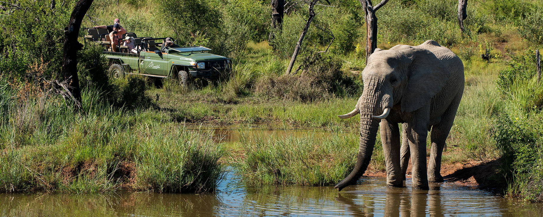 Safari - Marataba Safari Lodge