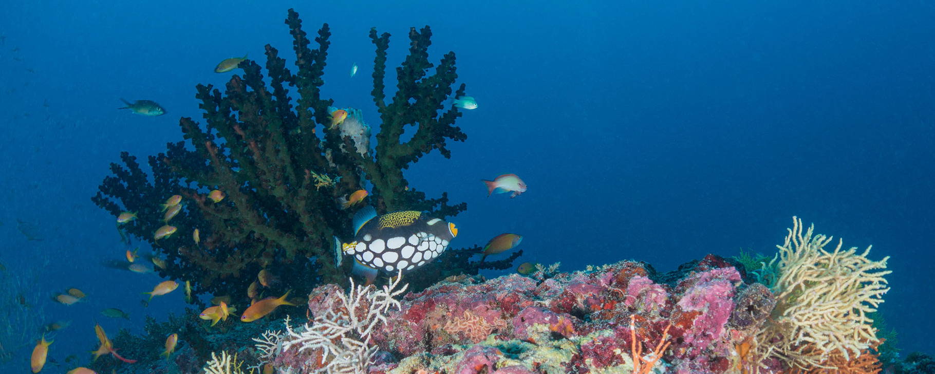 Unterwasserwelt - Milaidhoo Maldives