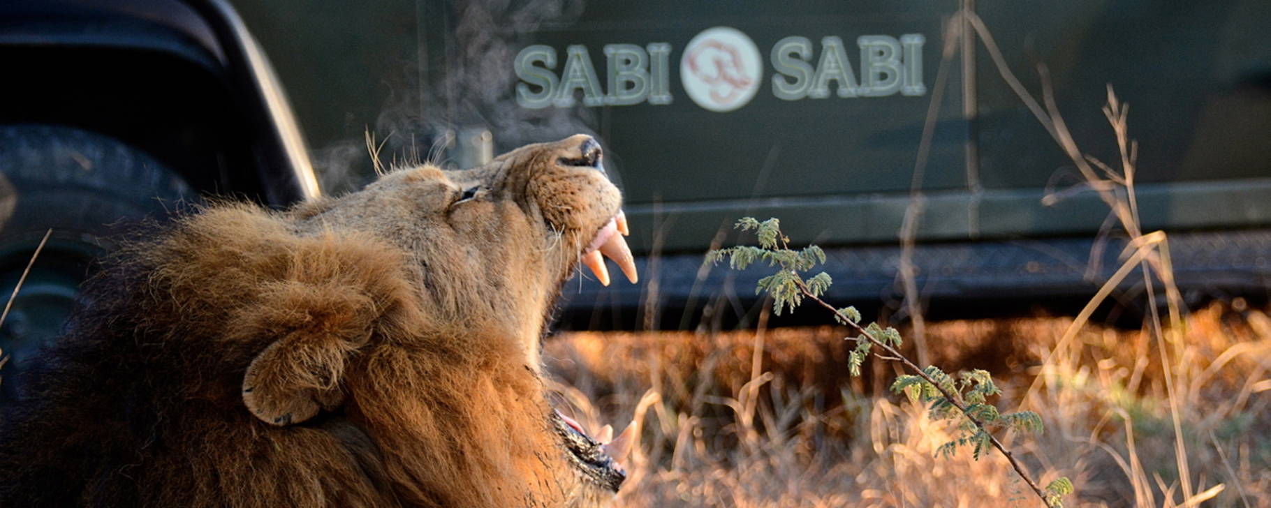 Safari - Sabi Sabi Private Game Reserve