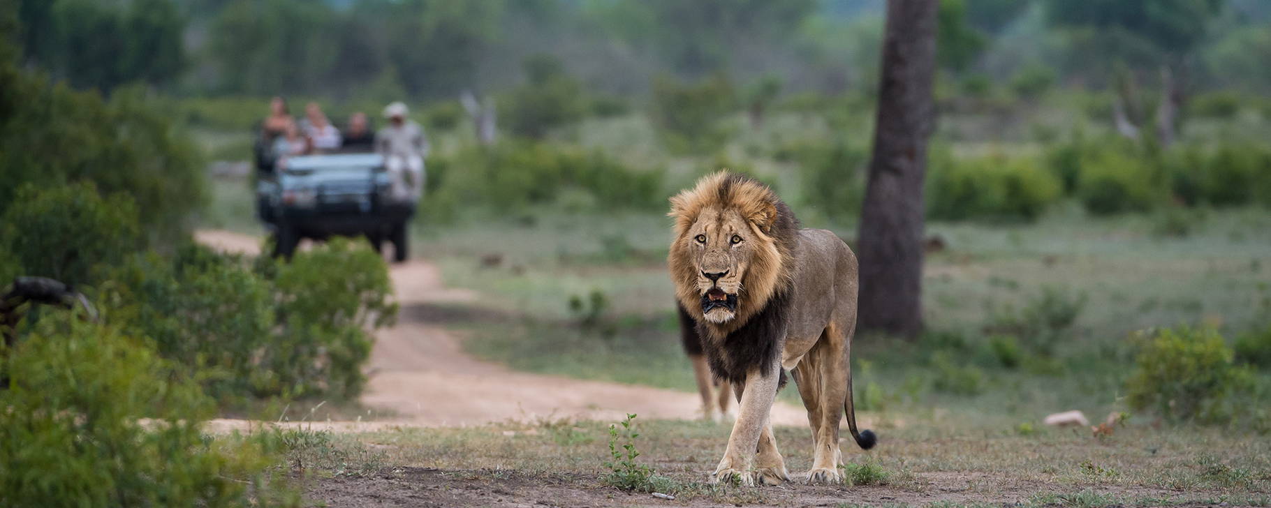 Safari - Sabi Sabi Private Game Reserve