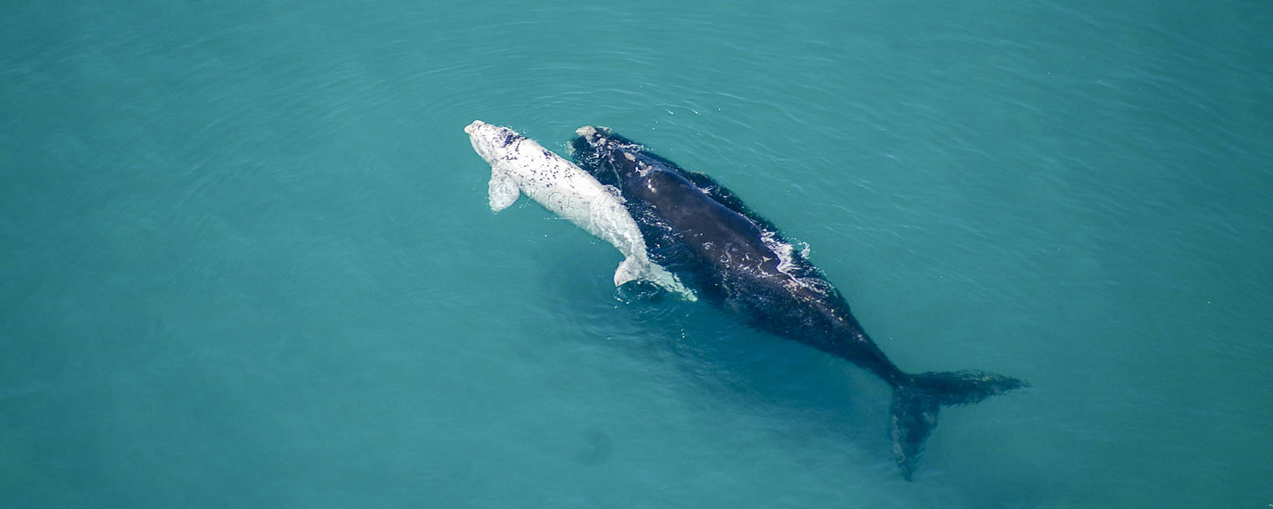 Wale - Grootbos Private Nature Reserve