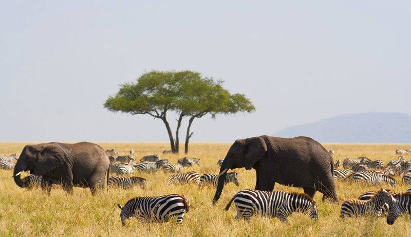 Serengeti & Ngorongoro Rundreise