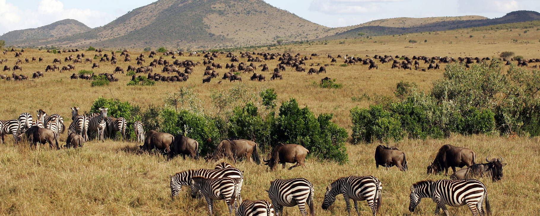 Tierwanderung im Masai Mari Nationalpark