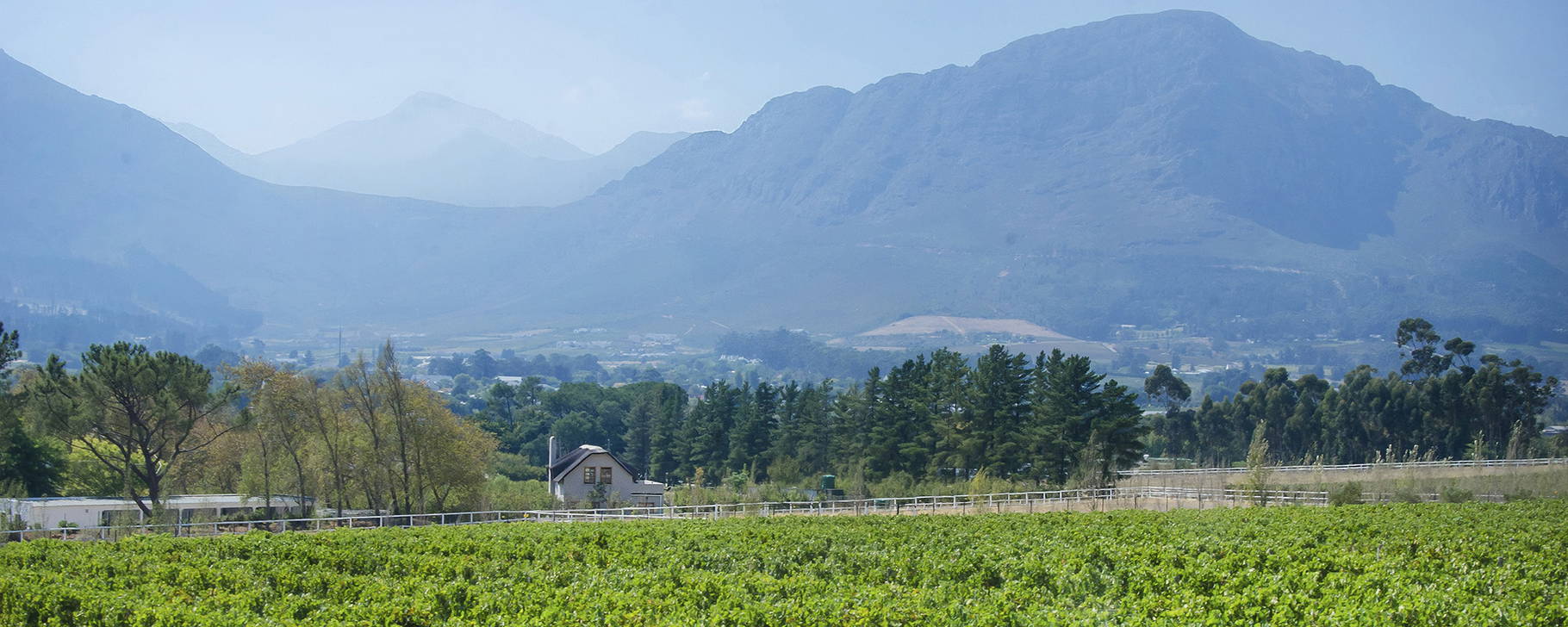 Weinberge - Mont Rochelle