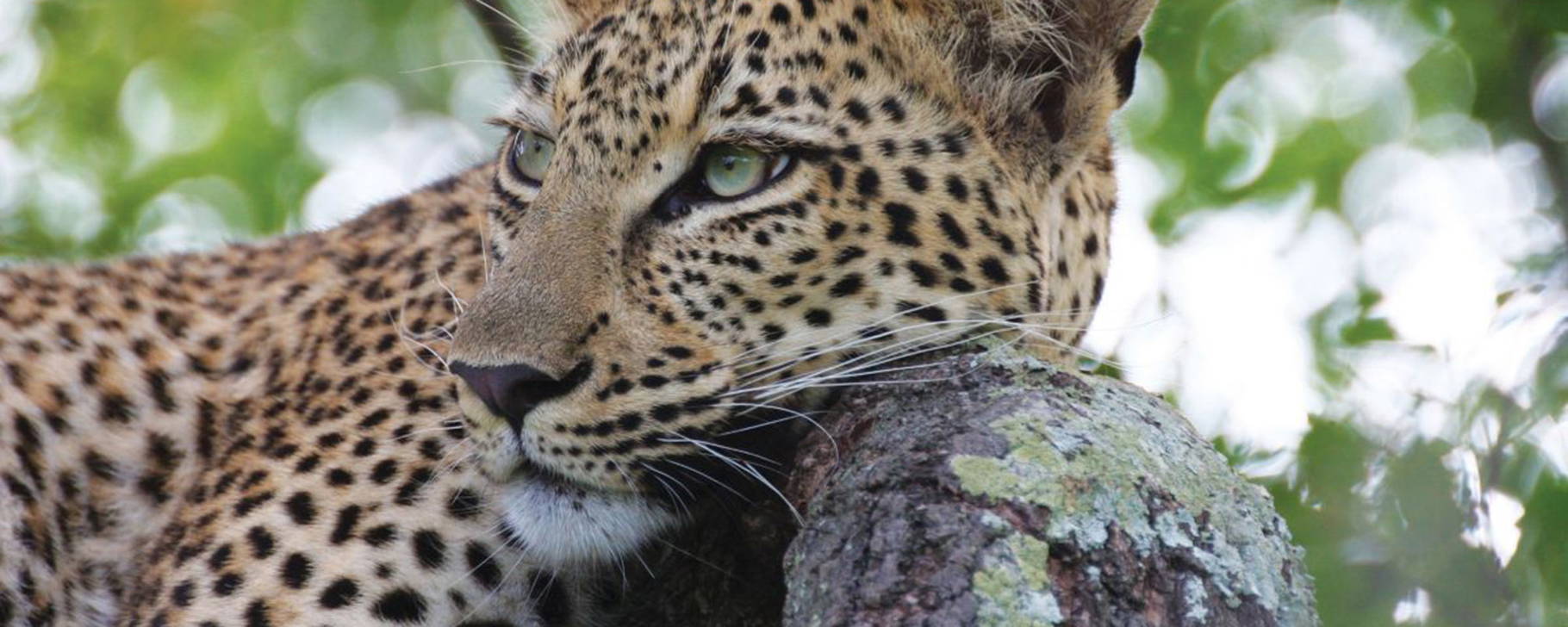 Safari - Marataba Mountain Lodge