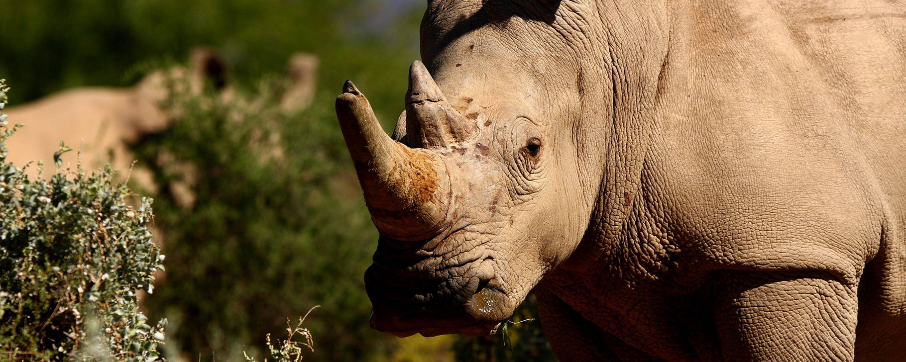 Safari - Sanbona Wildlife Reserve