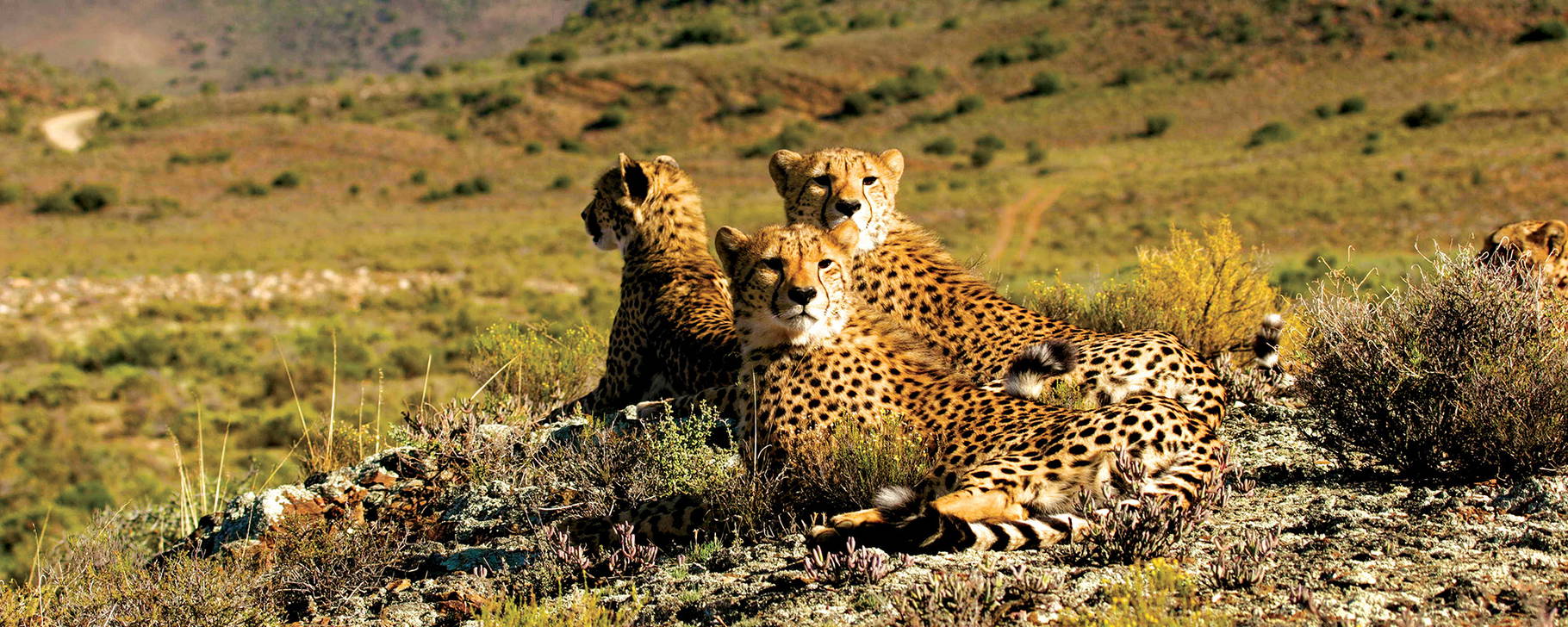 Safari - Sanbona Wildlife Reserve