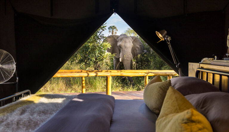 Vorschau - Gomoti Plains