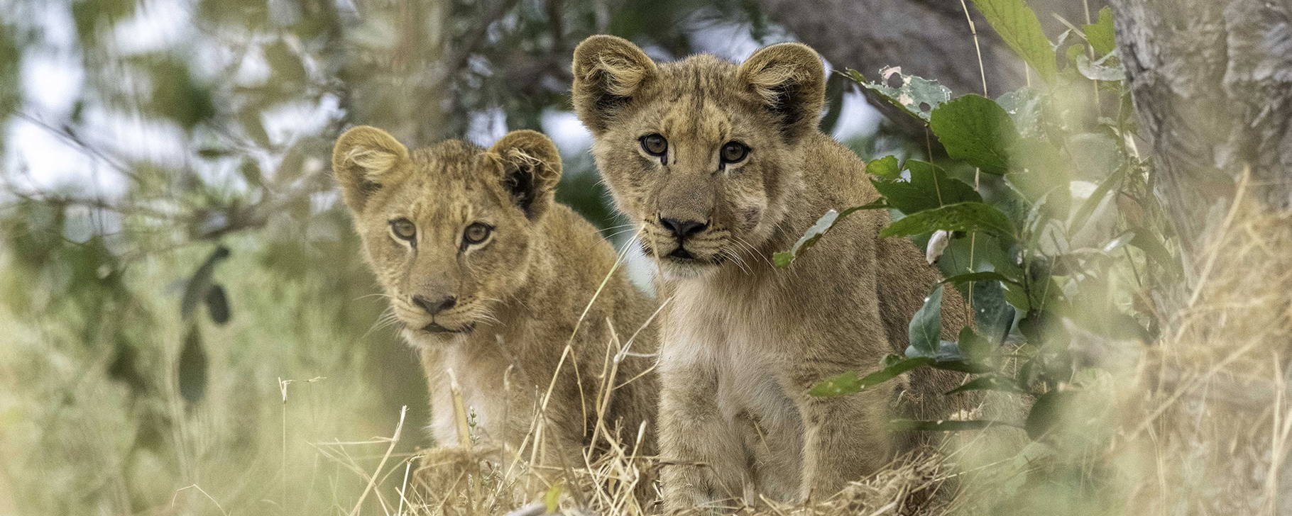 Safari - Kiri Camp