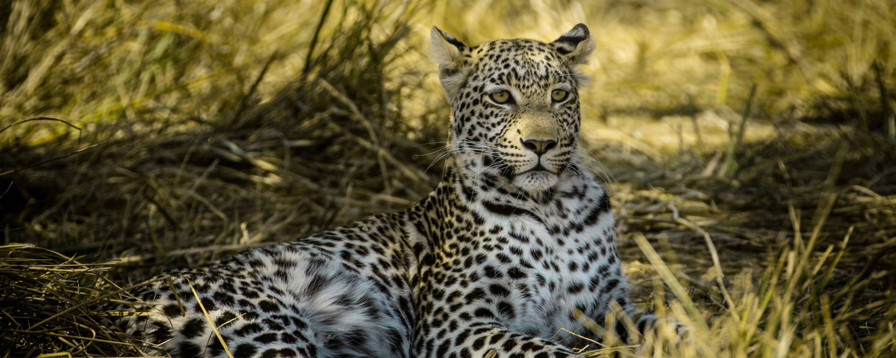 Safari - Machaba Camp