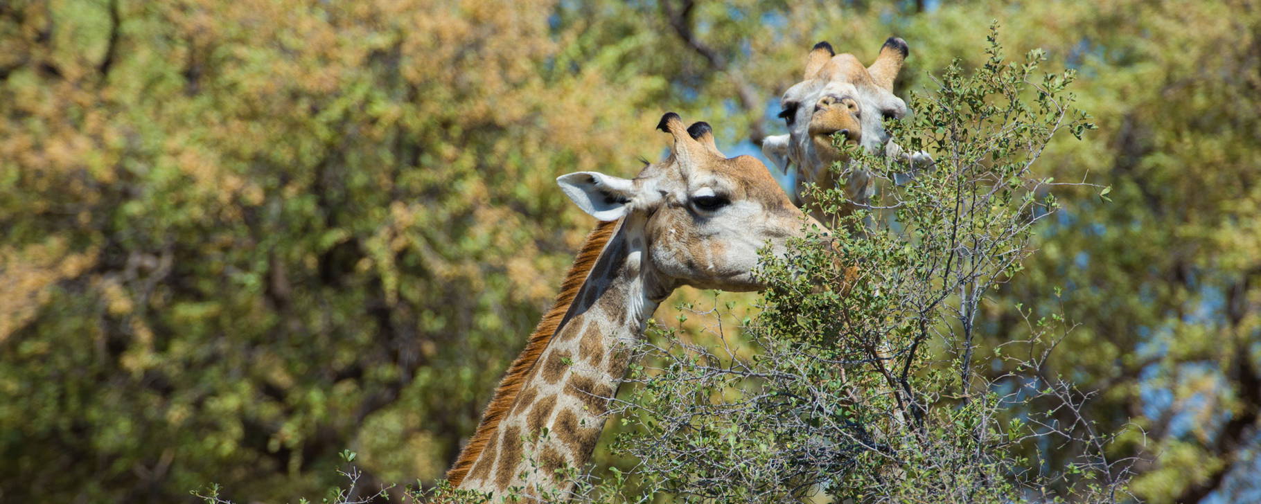 Safari - Machaba Camp