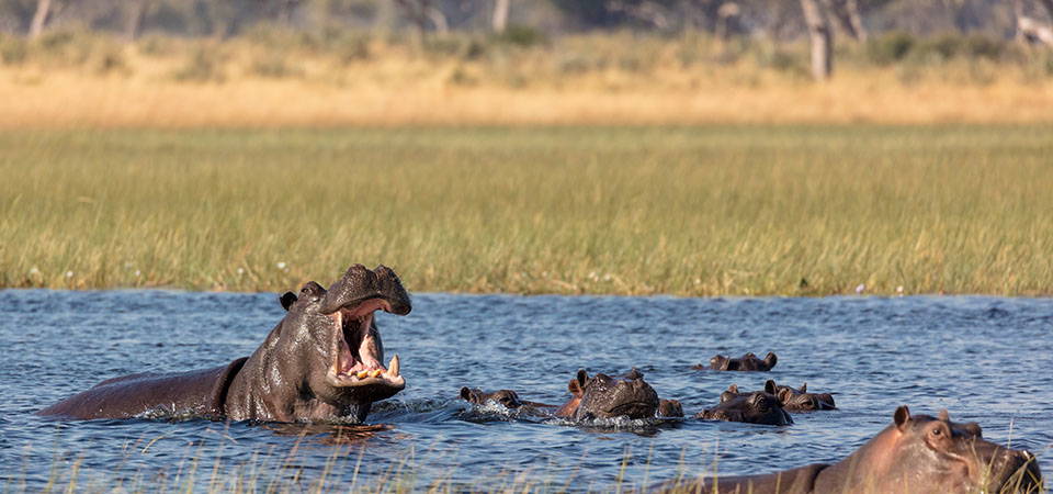 Nilpferde auf einer Botswana-Rundreise