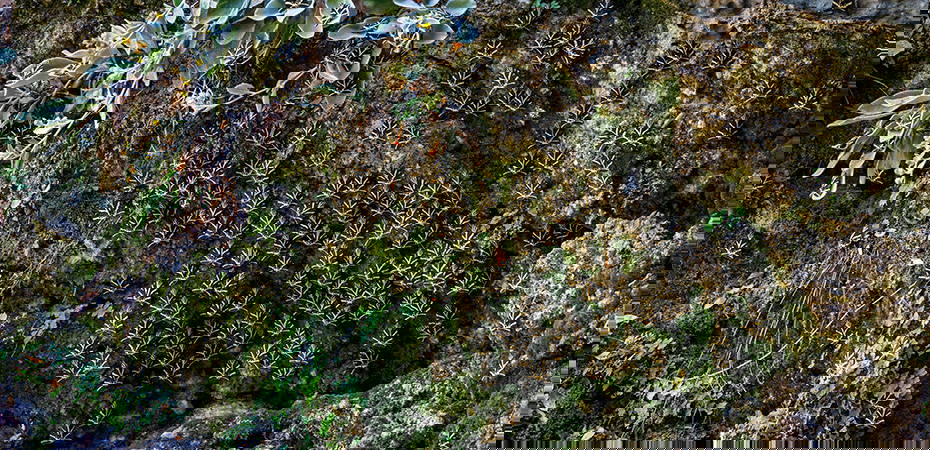 Rhodos Reisetipps - Urlaub in Griechenland, Standurlaub, Tal der Schmetterlinge