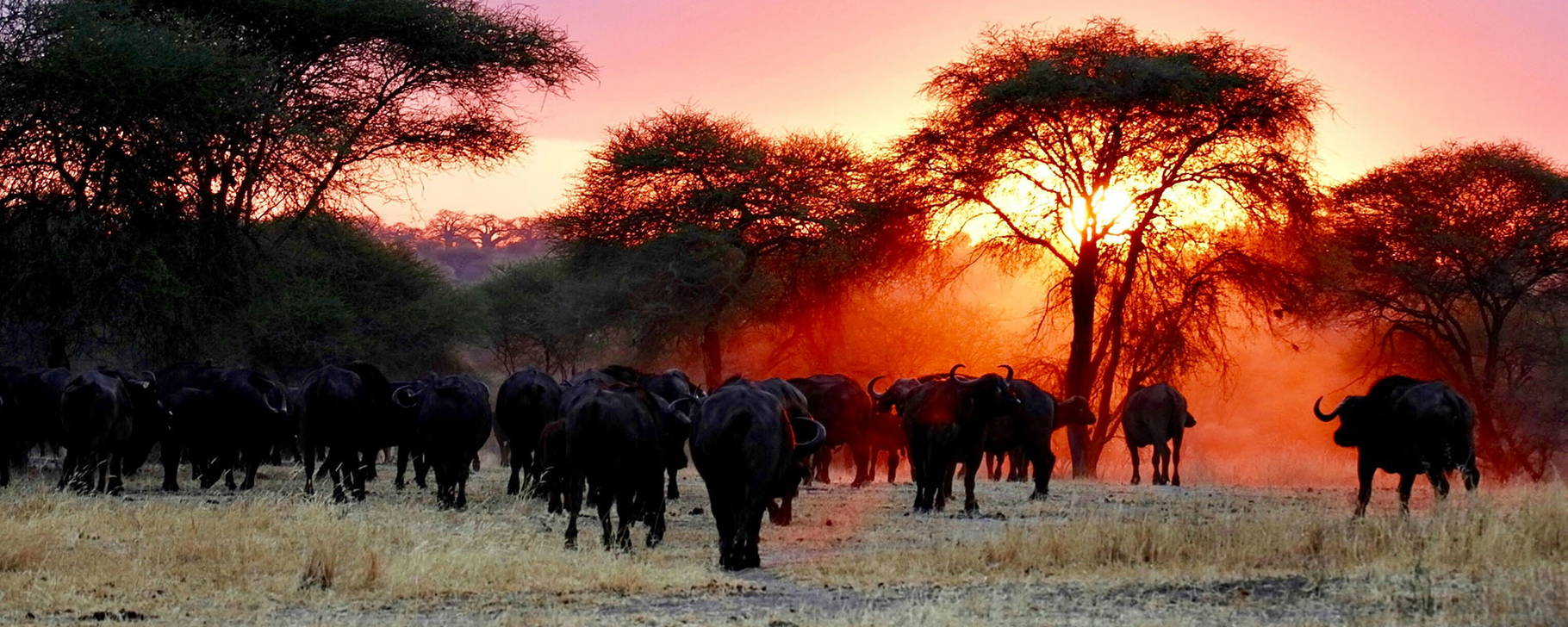 Tarangire-Nationalpark - Tansania & Sansibar Original