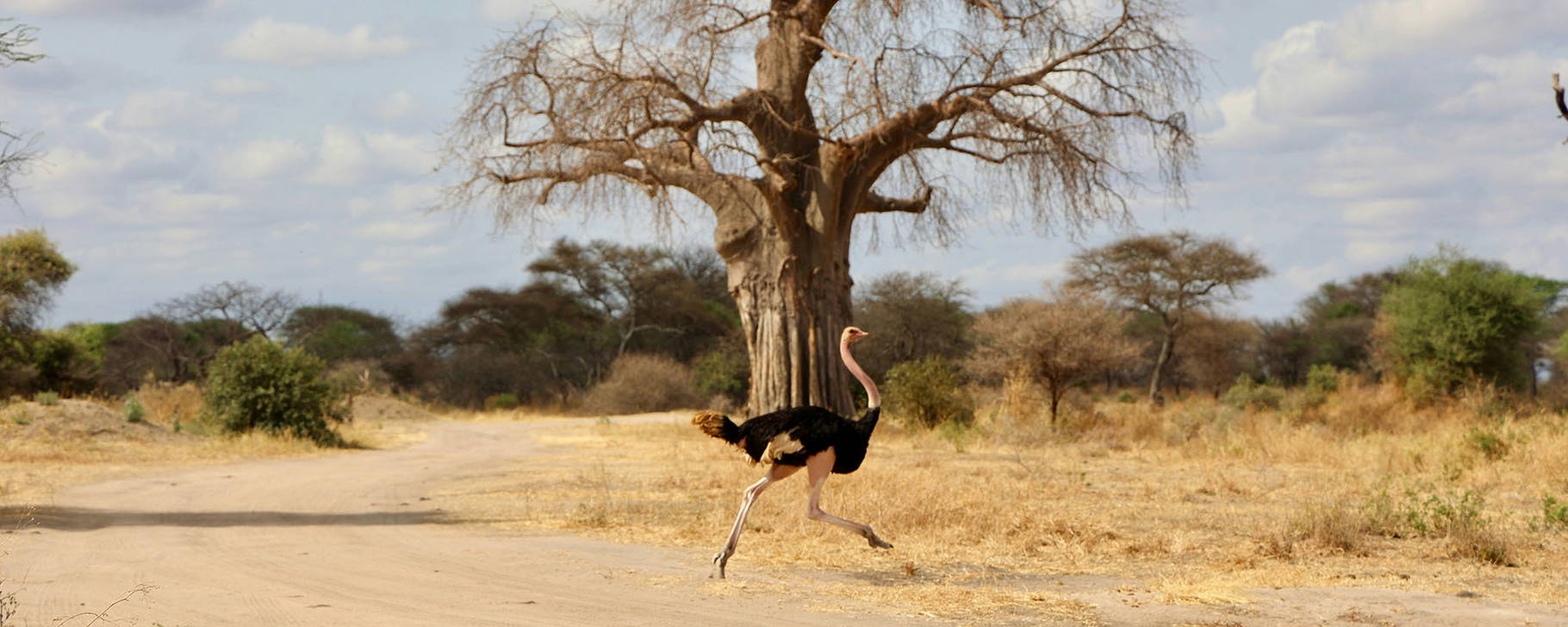 Tarangire-Nationalpark - Tansania & Sansibar Original