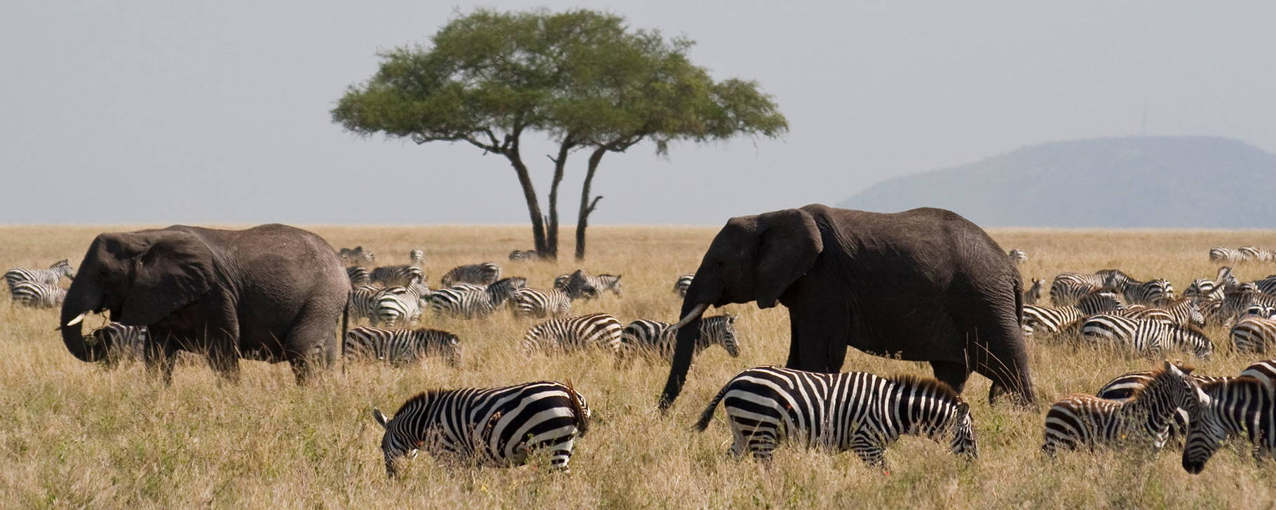 Serengeti-Nationalpark - Tansania & Sansibar Original