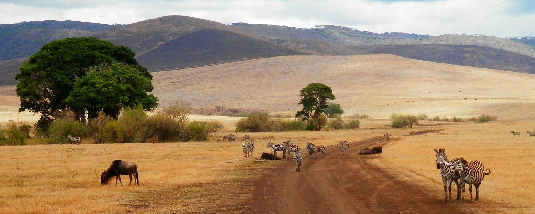 Safari in der Serengeti - Tansania & Sansibar Exklusiv