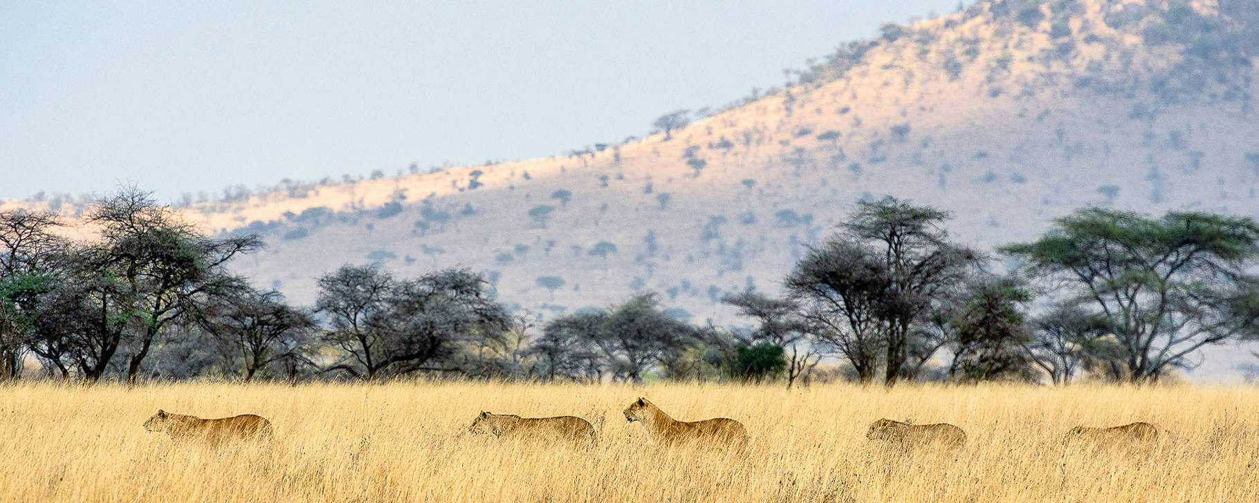 Serengeti-Nationalpark - Tansania Kompakt