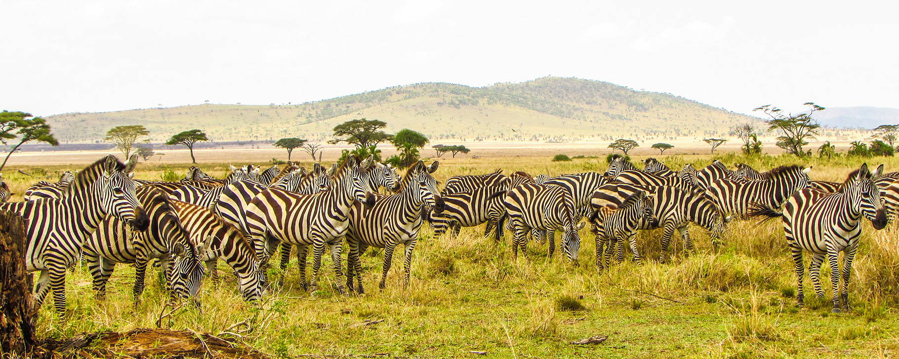 Serengeti-Nationalpark - Tansania Kompakt
