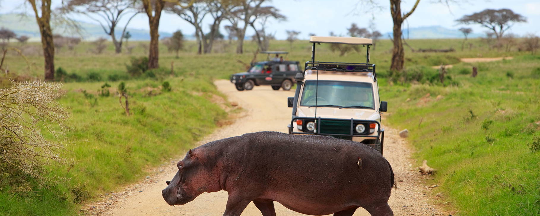 Safari in der Serengeti - Tansania & Sansibar Exklusiv