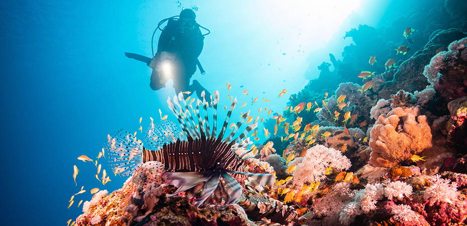 Reisetipps Ägypten, Urlaub, Luxushotels, Resort - Wassersport, Tauschen, Schnorcheln, Unterwasserwelt, Rotes Meer