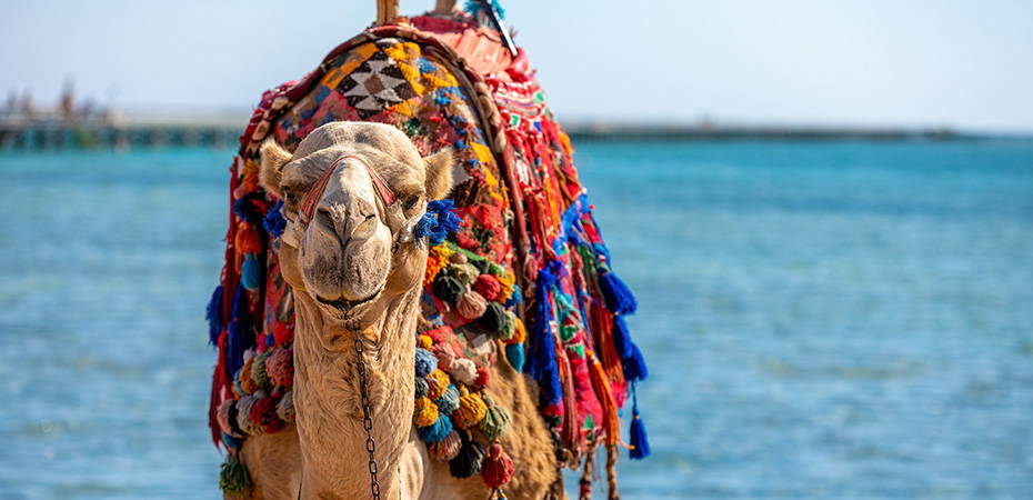 Reisetipps Ägypten, Urlaub, Luxushotels, Resort - Sharm El Sheikh